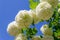 Beautiful blooming white flowers Viburnum Opulus on a background of blue sky.