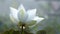 Beautiful blooming white lotus flower