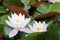 Beautiful blooming white and pink nenuphars at the surface of a lake