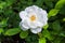 Beautiful blooming white rose in the garden. Bright daylight. Closeup of rose.