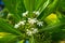 Beautiful blooming a white tropical flowers of Beach naupaka Scaevola taccada, Hawaiian half flower flowers with green leaves