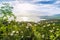 Beautiful blooming wild roses on Adriatic sea coast