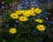 Beautiful blooming yellow chamomile flowers with green leaves aand steams on blurred background, natural shot.