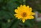 Beautiful Blooming Yellow False Sunflower in a Garden