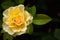 Beautiful blooming yellow rose in the garden. Bright daylight. Beautiful bokeh. Closeup of rose. Space for text.