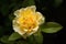 Beautiful blooming yellow rose in the garden. Bright daylight. Closeup of rose.