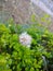 Beautiful BLOOSM flower with water drops morning DEW