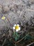 Beautiful BLOOSM WHITE flower in Indian park garden