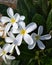 Beautiful BLOOSM WHITE flowers bouquet