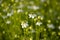 Beautiful blossom Black cumin flowers in the field