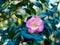 Beautiful blossom camellia in the Garden