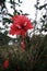 A Beautiful blossom hibiscus flower