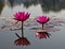 Beautiful blossom lotus flower