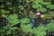 Beautiful blossom lotus flower in Thailand pond reflect on water