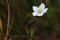 Beautiful blossom of the marsh grass of Parnassus (Parnassia palustris)