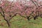 Beautiful blossom peach flowers