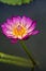 Beautiful blossom purple lotus with yellow pollen