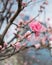 Beautiful blossom sakura flower in springtime, Japan