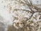 Beautiful blossom sakura flower in springtime, Japan