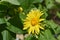 Beautiful blossom of a yellow leopard bane flower