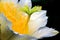 A beautiful blossom of yellow white dragon fruit Flower in garden