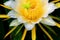 A beautiful blossom of yellow white dragon fruit Flower in garden