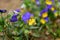 Beautiful blossomed colorful Pansy violet