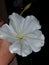 Beautiful blossomed moonflower only open at night with moon out