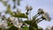 Beautiful blossoming apple tree on wind spring in the garden. Static camera. Blue sky background.