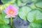 Beautiful blossoming aquatic pink color water lily lotus flower in green pond background. Nature, Natural Plant, Flora,