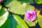 Beautiful blossoming aquatic purple color water lily lotus flower in green pond background. Nature, Natural Plant, Flora,