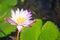 Beautiful blossoming aquatic white and purple water lily lotus flower in green pond background. Nature, Natural Plant, Flora,