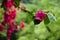 Beautiful blossoming bougainvillea flowers in spring