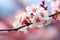 Beautiful blossoming branch on blurred background, closeup. Spring flowers, cherry blossom macro close up with shallow depth of