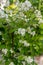 Beautiful blossoming branch of jasmine in garden