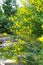 Beautiful blossoming broom bush outdoors