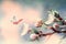 Beautiful blossoming cherry tree, flying butterfly, ladybug on retro background in sunlight, shallow depth. Vintage toned.