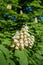 Beautiful blossoming chestnut tree flowers