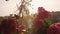 Beautiful blossoming geranium flower on balcony in rainy sunset