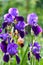 Beautiful blossoming irises