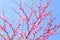 Beautiful blossoming Judas tree on sunny spring day outdoors
