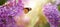 Beautiful blossoming lilac shrubs and amazing butterfly. Banner design