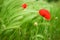 Beautiful blossoming poppies and spikes