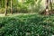 Beautiful blossoming ramsons in the forest