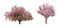 Beautiful blossoming sakura trees on white background, collage. Banner design