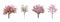 Beautiful blossoming sakura trees on white background, collage. Banner design