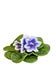 Beautiful blossoming Senpolia with blue and white petals Humako Inches isolated