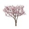Beautiful blossoming tree with tender flowers
