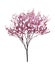 Beautiful blossoming tree on white background