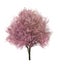 Beautiful blossoming tree on white background